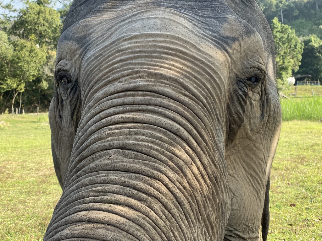 Jour 6 – Chiang Mai – Karen Elephant Retirement